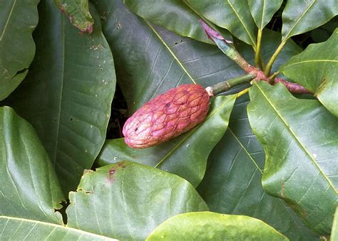 fruity magnolia|are magnolia leaves edible.